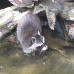 2012-Personeelsuitje-Zoo-Osnabruck