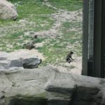 2012-Personeelsuitje-Zoo-Osnabruck