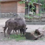 2012-Personeelsuitje-Zoo-Osnabruck