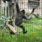 2012-Personeelsuitje-Zoo-Osnabruck