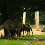 2012-Personeelsuitje-Zoo-Osnabruck