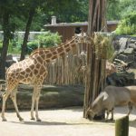 2012-Personeelsuitje-Zoo-Osnabruck